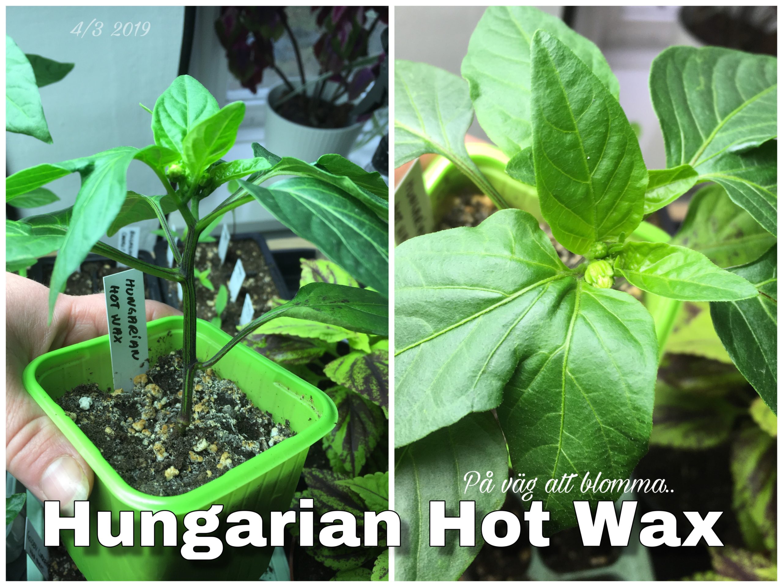 Chili - Hungarian hot wax